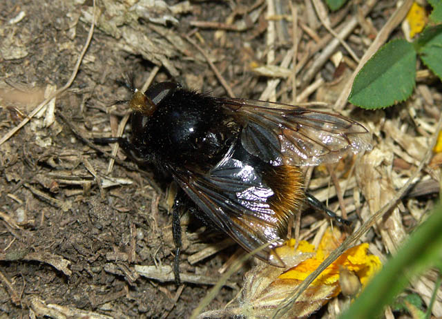 Volucella bombylans - Copyright Hugues Mouret